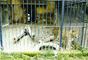 foto Leopardo persiano Susy